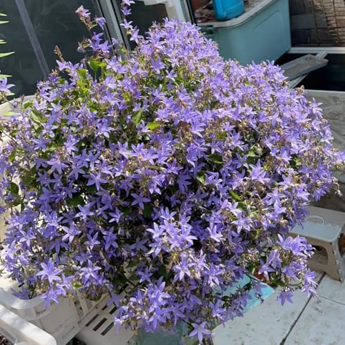 Semi di campanula-Campanula media,decorazione da giardino per esterni,colorata di semi di,da esterno da giardino、splendidamente 400pcs