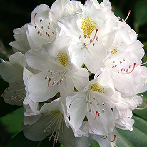 Rhododendron 'Madame Masson' - Blühende Pracht 40-50 cm Topf