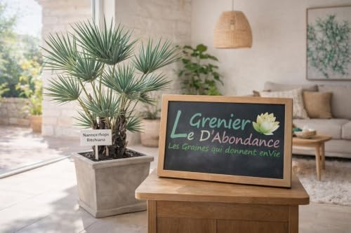 10 graines à semer - Le Grenier d'Abondance - NANNORRHOPS RITCHIANA - Silver Mazari
