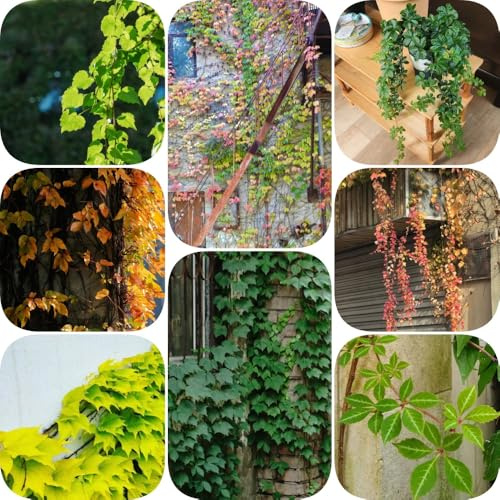 Semi di vite selvatica - per gli amanti del giardino decorazioni da giardino per esterni prodotti sostenibili vecchie varietà organico da balcone sospesa 200pcs