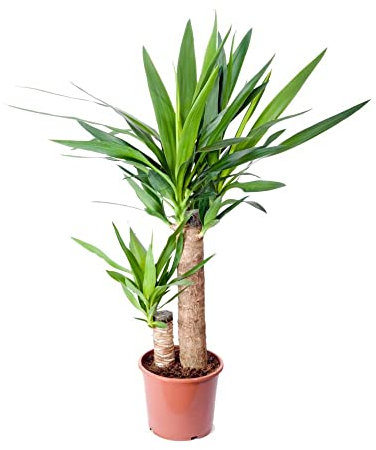 Yucca Elephantipes de 100cm 2 Troncos - Planta Natural de Fácil Mantenimiento para Cualquier Espacio