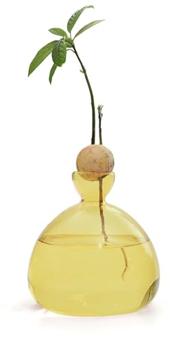 Generisch Avocado Samen Pflanzgefäß Vase, Avocadobaum-Anzuchttopf Aus Glas, Durchsichtiger Baum-Anzuchttopf, Mittlere Avocado Baum Anbau Kit, Aufzuchtset Für Kerne, Samen, Keime