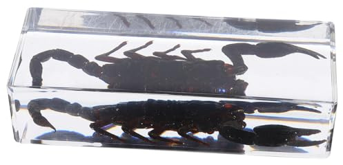 BESTYASH Konservierter Insekten Briefbeschwerer Aus Klarem Acrylharz Wissenschaftliches Tierpräparat Dekoratives Lehrpräparat Fürs Büro Und Homeoffice