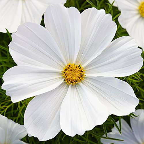 Welldales 50 Pure Giant White Cosmos Seeds to Grow Annual Flowers Bipinnatus Garden & Pots