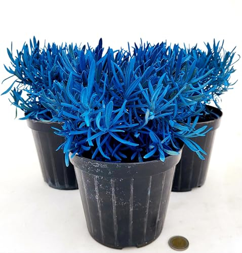 POWERS TO FLOWERS - LAVANDA COLOR LIFE BLU, 3 PIANTE, VASO 14CM DIAMETRO, piante vere