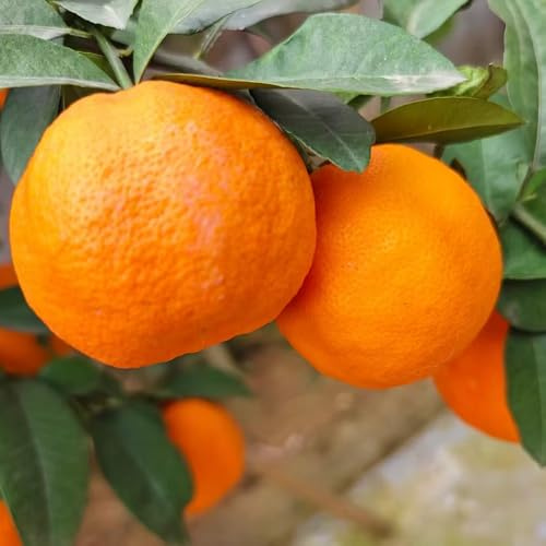 semillas limonero - resistentes balcón exótico resistentes en espaldera 50pcs