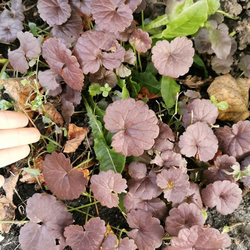 edera terrestre - giardino semi interni balcone giardino Copertura resistente semi pradi 500pcs