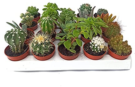 Cactus y Planta Suculenta y Crasa (10 unidades) (maceta 5,5 cm ø)