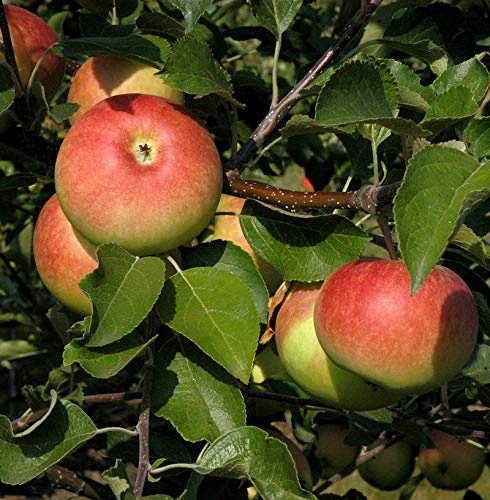 Säulenapfel Charlotte 60-80cm - dunkelrote bis grüne Früchte - lebende Gartenpflanze aus den Baumschulen