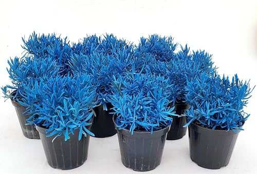 POWERS TO FLOWERS - LAVANDA COLOR LIFE BLU, 12 PIANTE, VASO 14CM DIAMETRO, piante vere