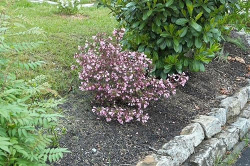 Purpur-Weigelie Weigela florida Nana Purpurea 40-60 cm winterhart | Purpurrotes Laub, rosa Blueten, sonnig bis halbschattig, schnittvertraeglich, bienenfreundlich, ideal fuer Vorgarten