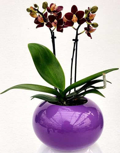 POWERS TO FLOWERS - ORCHIDEA PHALAENOPSIS NERA IN VASO CERAMICA SFERICA VIOLA, Pianta Vera