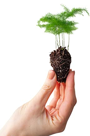 PLNTS - Baby Asparagus Fern - Zimmerpflanze - Echte Pflanzen für Drinnen - 2cm Stecklinge - Höhe 15cm