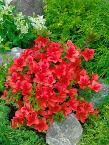 Rhododendron obtusum 'Johanna' 30-40 cm – Winterhart, Immergrün, Mehrjährig – Azalee – Zierstrauch für Kübel & Beete