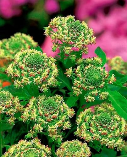 Seeds Mignonette Reseda (Weld Dyer's Rocket) Heirloom Herbs for Planting Non GMO