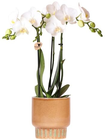 Amabilis Orchidea bianca in Bold Cognac Portavaso Ø 9 cm – Pianta fiorita fresca dal coltivatore – Elegante orchidea con 2 – 3 potenti steli