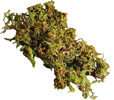 Housoutil 3bags Dried Natural Moss Decorative Moss Adornment for Micro Landscape Flowerpot Supplies Terrarium