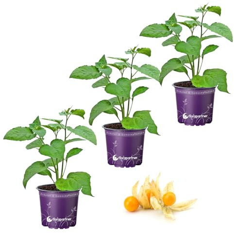 FLORAPARTNER Andenbeere Physalis peruviana Obst Pflanzen 3er Set