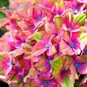 Rot: seltene farbe hortensien blumensamen verschönern die umwelt hausgarten bonsai 100 teile/los