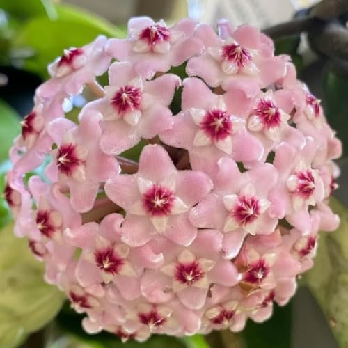 hoya pflanzensamen exotisch büropflanzen wildkräuter blumengarten dekopflanzen balkongewächshäuser blumenbeet balkon schmetterlingsflieder bonsai topf blumenwiesensaat dachbegrünung 600samen