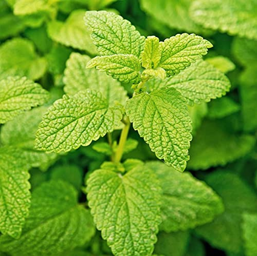 Lemon Balm Herb Seeds - 100 Count Seed Pack - A Lemon-Scented Perennial herb that can be Grown Indoors or Outdoors - Country Creek LLC
