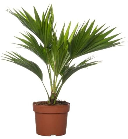 Livistona Natural Palmera con Maceta de 14 cm para Decorar