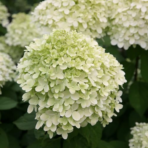 Plant Theory 1m -1.2m Limelight Hydrangea Paniculata Shrub Plant 12L Pot