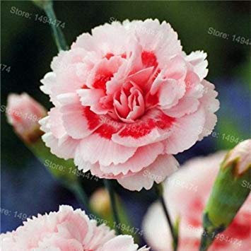 seedsown 50 Samen Usambaraveilchen Samen Mischfarben Blumen-Samen-Saintpaulia Ionantha Garten Bonsai Blumentopf Staudenkräutersamen 4