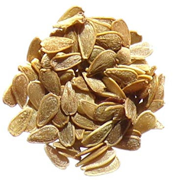 Pâquerette des Prés Simple - Bellis Perennis - SEM14