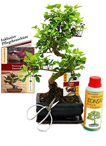 Exotenherz - Geschenkset Bonsai Ligustrum - Chinesischer Liguster - ca. 6 Jahre alt - Anfänger-Set