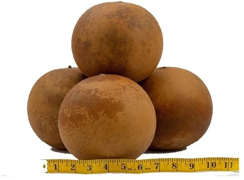 Cannon Ball Gourds, Box of 4, Washed and Ready