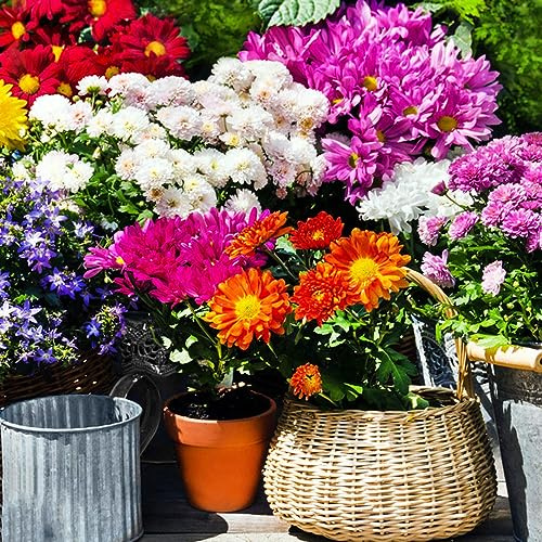 semi di crisantemo, esotiche da giardino resistenti all'esterno decorative da balcone 420pcs