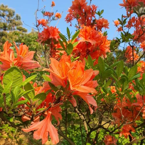 semillas de rododendro Cobertura del suelo, perennes resistentes, setos, arbustos, azalea Decoración de jardín para exterior, 125pcs