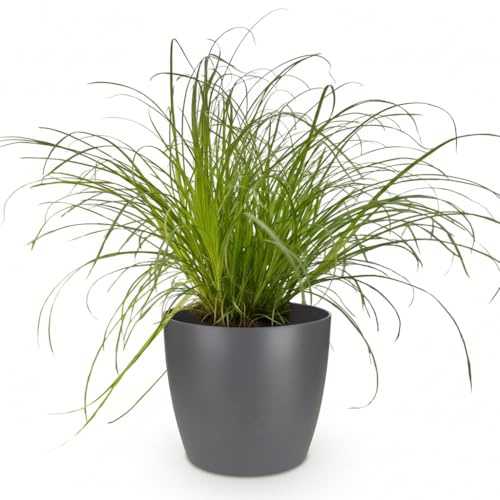 Cyperus Alternifolius Zumula Katzengras – Zimmerpflanze im grauen Topf Ø12cm Höhe20cm – Haustierfreundliche Grünpflanze – Pflegeleicht – Ideal für Wohnzimmer Büro Schlafzimmer