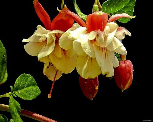 Graines de fleurs de fuchsia 100 pièces jaune