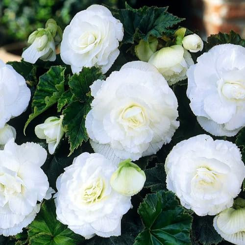 3 x Begonia Double White – Pure White Blooms – Summer Flowering Bulbs – Eye-Catching to the Visitors – Perennials – for Your Beautiful Garden