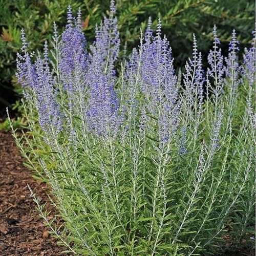 Pianta di PEROVSKIA SALVIA RUSSA SALVIA SIBERIANA fiore VIOLA vaso 18cm AMDGarden