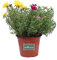 Pianta di Portulaca pianta da esterno pianta da fiore pianta succulenta pianta di Portulaca ornamentale pianta vera venduta da eGarden.store (Portulaca Grandiflora Ibrida Multicolor)