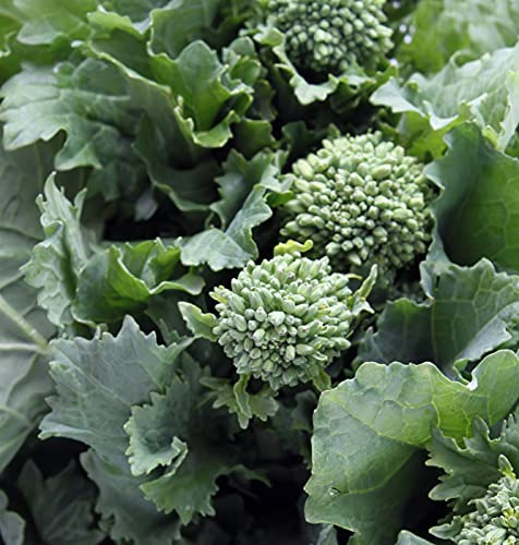 Earthcare Seeds Broccoli Raab Rapini 250 Seeds (Brassica rapa Rapini) Heirloom - Non GMO