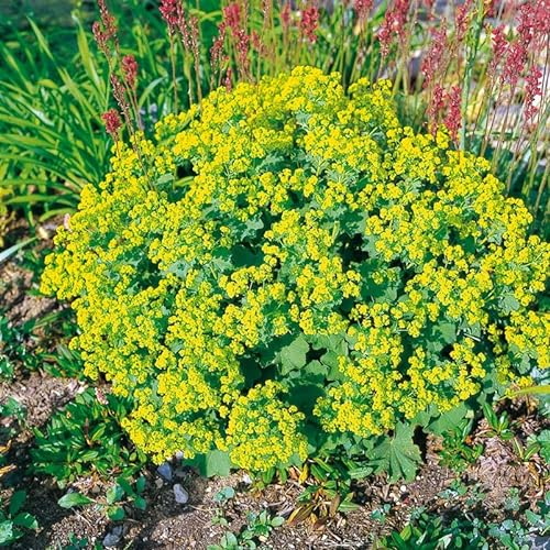 Frauenmantel grün-gelb, Topf-Ø 11 cm, 3er-Set