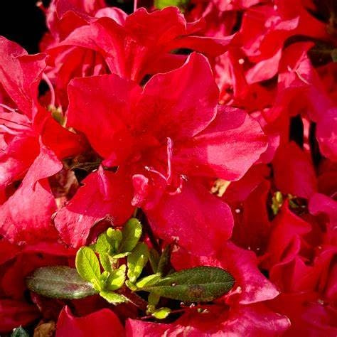 Encore Dwarf Autumn Bonfire Azalea, Evergreen Shrub, Partial Sun, Red Blooms, Spring Through Fall Blooming Period (Liner/Starter Plant)
