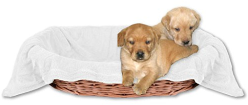 Bestlivings Tierdecke Hundedecke Kuscheldecke Haustierdecke, kuschelig weich in vielen erhältlich (70x100 cm/weiß - Champagner)