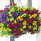 PERZOE 100 piezas de semillas de petunia enana, planta de flores, jardín, balcón, bonsái, decoración de porche Semillas de petunia híbrida
