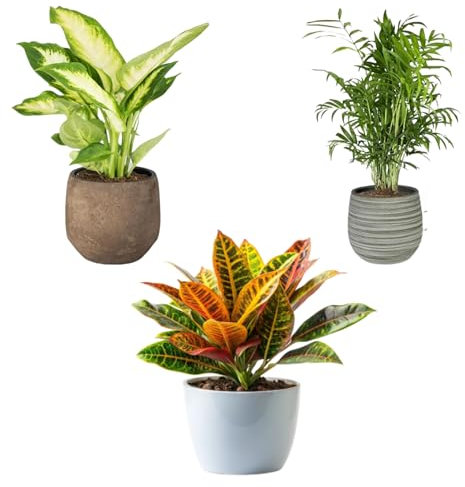 SMPLY. Pack 3 Plantas Naturales de Interior -Filtro Natural de Aire : Croton + Dieffenbachia Camillia + Palmera Areca Ø12 cm Alto 30-40 cm, Decoración del Hogar (No Incluye Maceta de cerámica)
