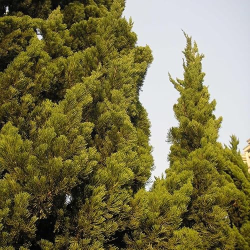 semi di cipresso - balcone resistenti appartamento giardino interno vecchie varietà roccioso 50pcs