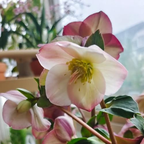 Semillas de rosa de Navidad, resistentes, rosa Navidad, perennes. primavera balcón y jardín 200pcs