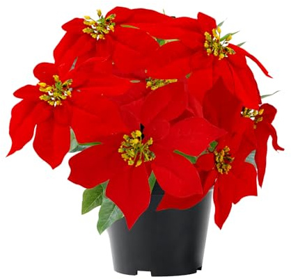 MELAJIA Fleurs de poinsettia artificielles rouges de 35 cm, fleurs d'hiver pour intérieur et extérieur, décoration de Noël, porche, maison, jardin
