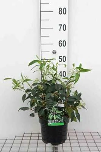 Viburnum dav. 'Angustifolium' - Schneeball 20-25 cm - Container