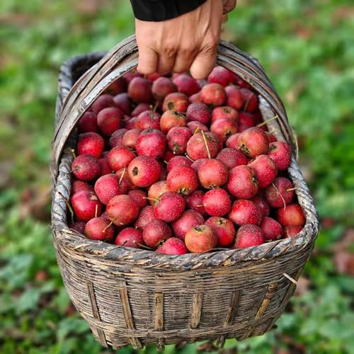 WeißDorn - hochbeet bonsaibaum WeißDornsamen winterharte garten kübelpflanzen exotische winterfeste balkon hecken sträucher deko wohnzimmer baumsamen gartendeko für draußen 30samen
