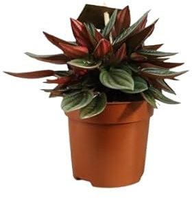 Peperomia Rosso Planta Natural con Hojas Vibrantes Perfecta para Espacios Interiores